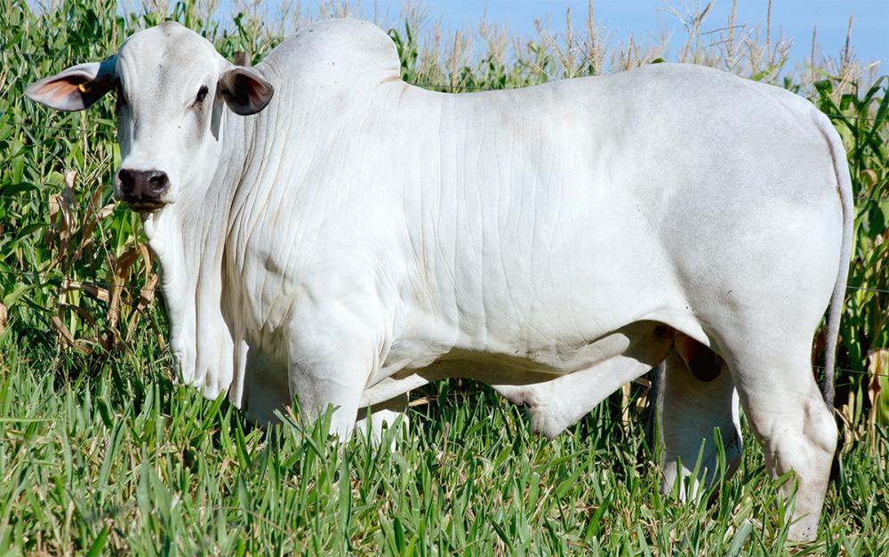 Com apenas 13 meses de idade, animal impressiona pela precocidade e qualidade genética