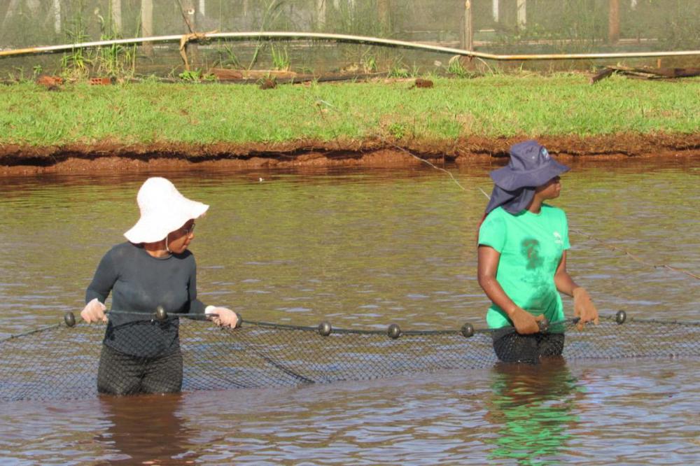 Mestrados comprovam melhoramento da linhagem de tilápias do Nilo para produção da espécie de forma sustentável Foto: UEM