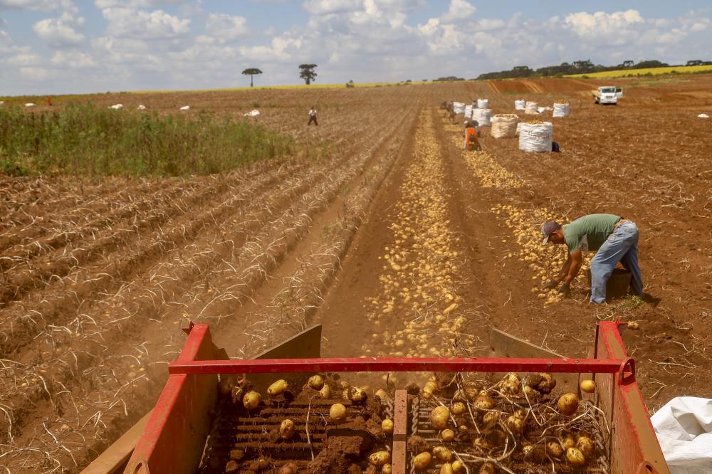  produção e processo da batata. Foto: Gilson Abreu/AEN