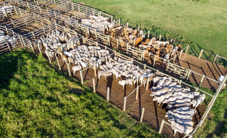 Amazonas e Piauí irão suspender vacinação contra a febre aftosa após última etapa que ocorrerá em abril 