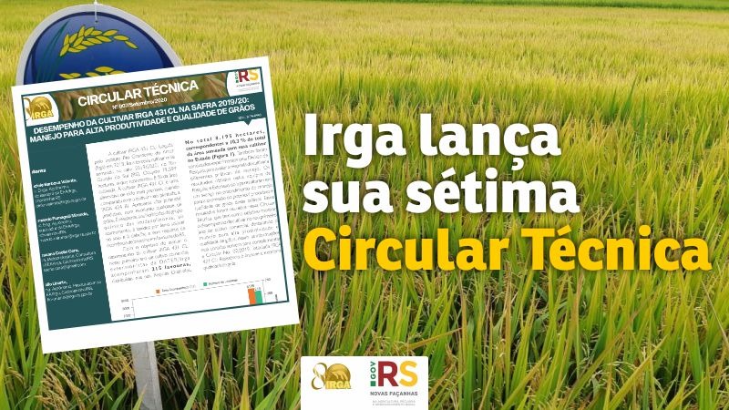 Desempenho da cultivar IRGA 431 CL na safra 2019/20 é o tema da nova Circular do Irga - Foto: Arte: Raquel Flores/Irga
