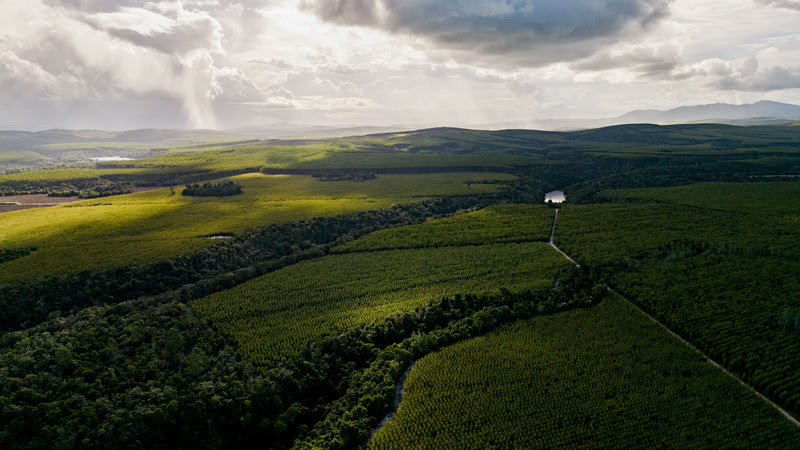Área da Veracel no Sul da Bahia que intercala as plantações de eucalipto com os espaços de mata nativa local (Foto: Divulgação)