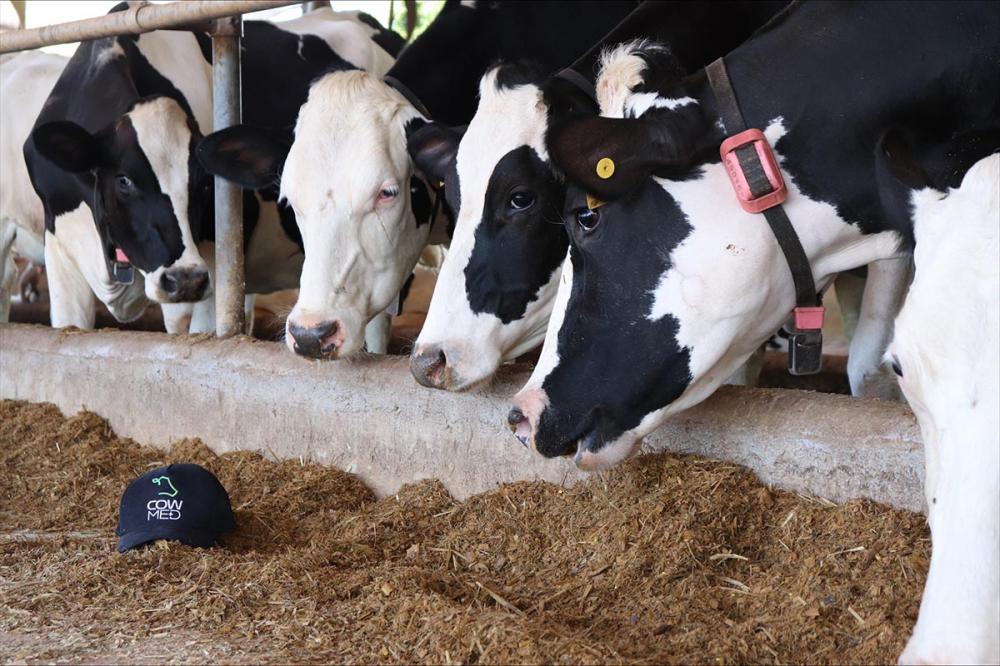 Produtores que usaram tecnologias na produção de leite saíram na frente em rentabilidade Divulgação COWMED
