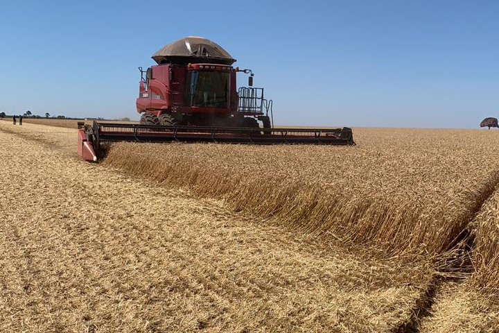 O produtor Paulo Bonato, de Cristalina (GO), colheu 8.544 kg/ha ou 142,4 sc/ha da variedade em uma área de 50,8 hectares sob pivô central de irrigação, estabelecendo o novo recorde brasileiro de produtividade na cultura. 