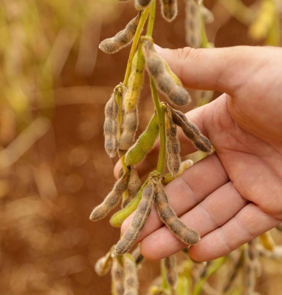 Produtores mato-grossenses poderão conferir, em Lucas do Rio Verde, sementes desenvolvidas para alta produtividade