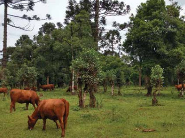 Caívas são áreas onde a Floresta Ombrófila Mista é mantida em harmonia com a criação animal e a extração de erva-mate