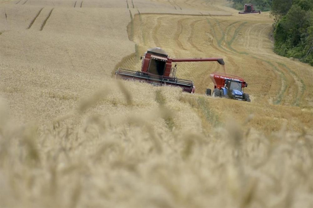 Em fevereiro, IBGE prevê crescimento de 24,2% na produção do cereal, que recebe investimentos em tecnologia e pesquisa. Foto Toninho Anhaia