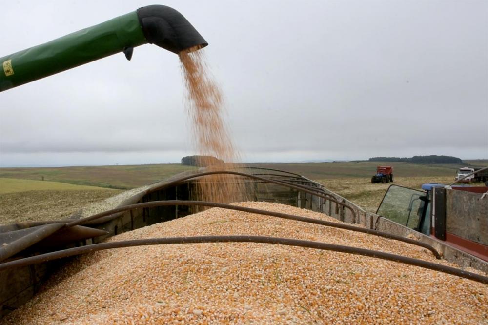 Apesar da alta na produção e exportação, alto custo de faz margem do produtor cair. Foto Toninho Anhaia.