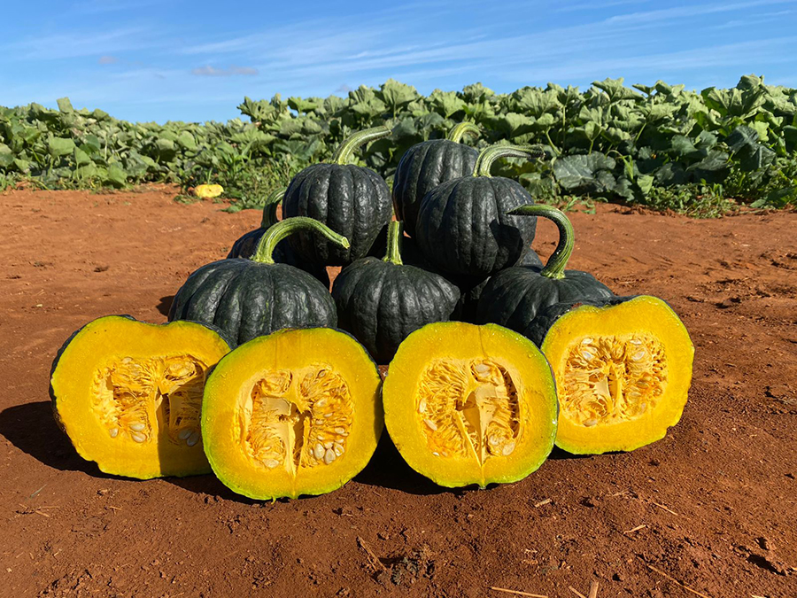 Conhecer os mercados consumidores, organizar o armazenamento e plantar as sementes adequadas possibilitam vendas em maior escala desse produto. Fotos arquivo pessoal Agristar