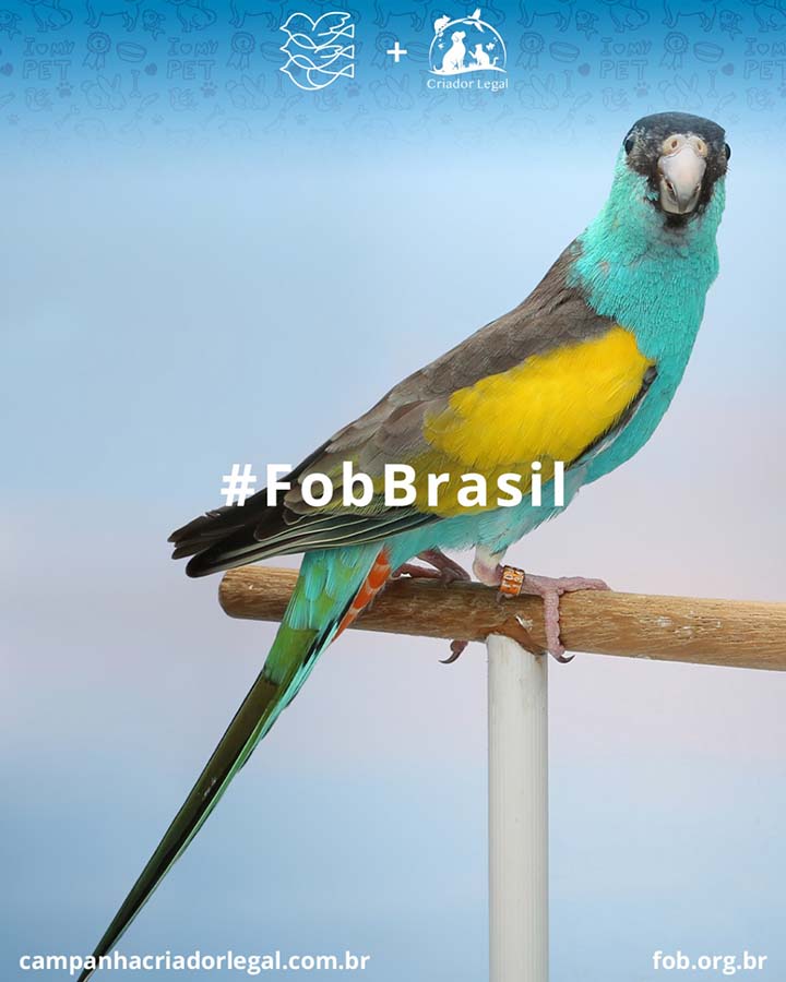  Em 2019, estima-se que mais de 25% da população Pet do Brasil está no estado de São Paulo. 