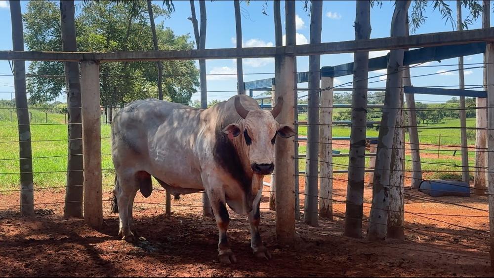 Boiada conta com touros atletas bastante temidos nas arenas de rodeio
