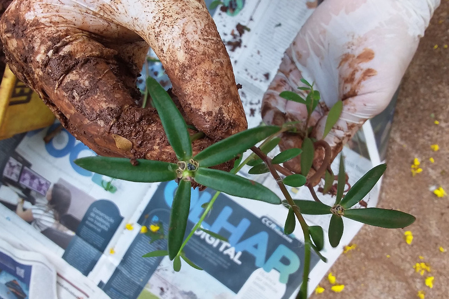 Desde setembro, quando começaram a ser registrados os primeiros casos no Paraná, a Adapar coletou 34 pacotes de sementes, sendo que a maioria foi recebida pelos destinatários sem que houvesse nenhum tipo de solicitação.