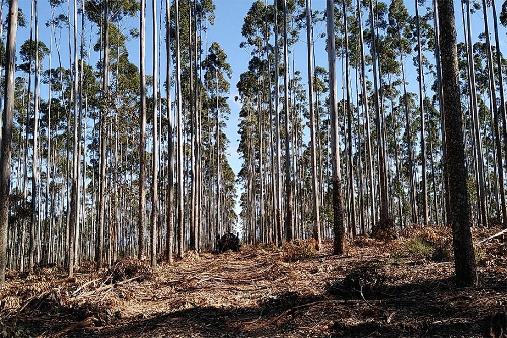 Projeto florestal da Veracel Celulose fará plantio de eucaliptos em área superior a 20 mil hectares no interior da Bahia. Foto Toninho Anhaia