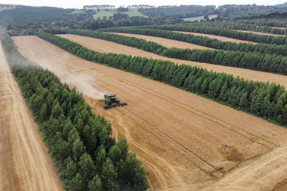 Produtor parceiro da pesquisa já vislumbra que o sistema é válido e, além dos 130 hectares destinados à pesquisa, planeja implantar mais 70 hectares em sua área de produção.Foto: Rodrigo Arnt