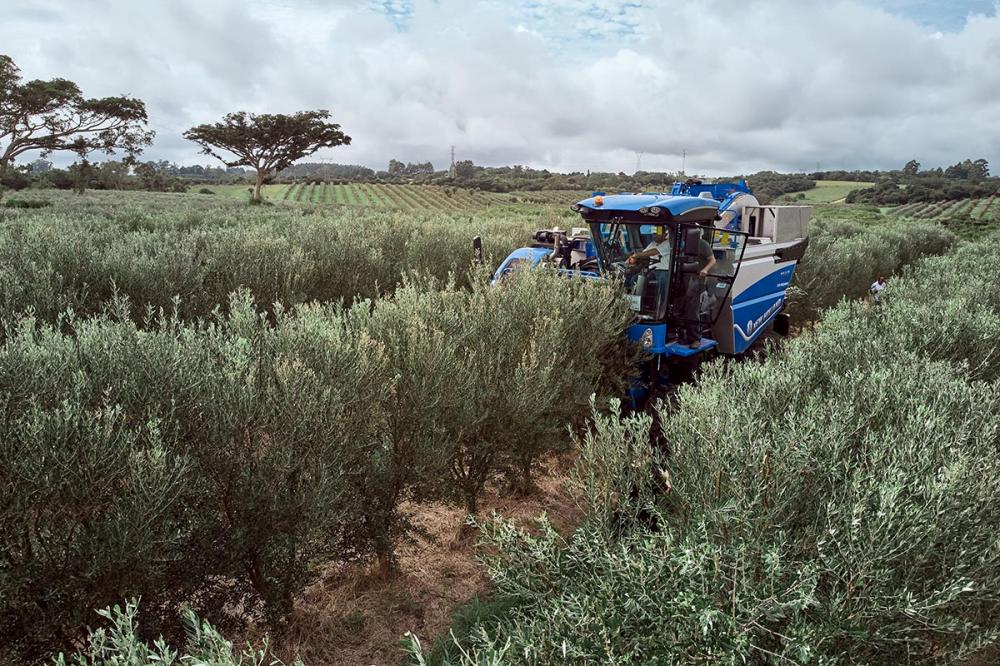 Cliente do Rio Grande do Sul adquiriu a primeira Braud 11.90X Multi, iniciando um processo inédito de mecanização da colheita deste tipo de cultura no país
