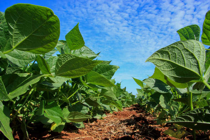 Deral destaca aumento na área de feijão e divulga estimativa da safra de inverno no Paraná Foto: Cleverson Beje/FAEP