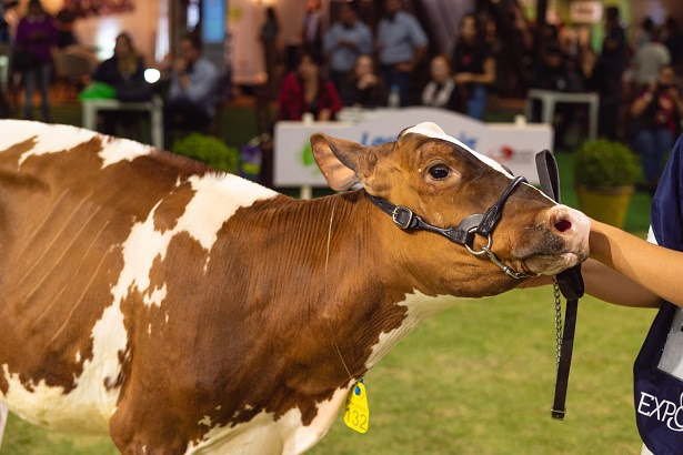 Alinhado com as boas práticas e eficiência produtiva, feira terá uma ampla programação sobre o assunto Crédito da foto: BHP Produtora.