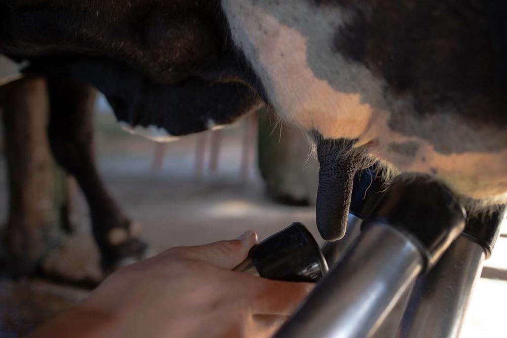 Após enfrentar adversidades climáticas e desafios na comercialização, produtores de soja, milho e bovinocultura de carne e leite de 17 estados agora podem renegociar suas dívidas de crédito rural. Foto Sistema CNA.
