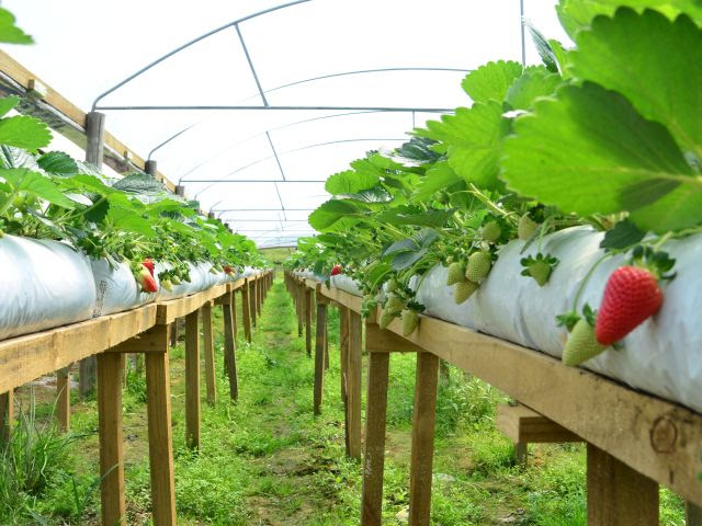 Morango semi-hidropônico: como funciona o cultivo suspenso