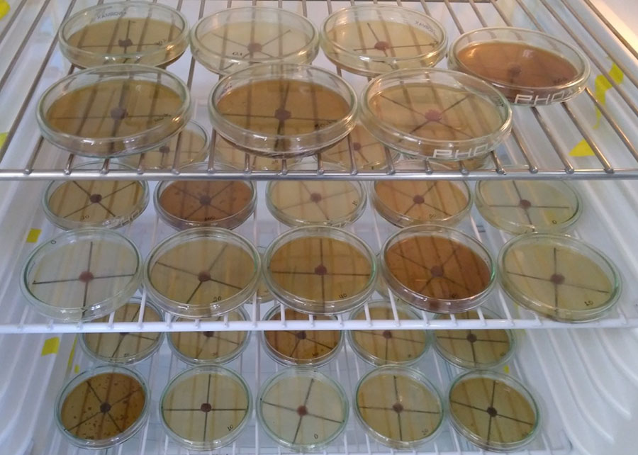 Ensaio sobre o efeito do extrato aquoso do resíduo sobre o crescimento micelial de Fusarium oxysporum f. sp. lycopersici raça 3. Foto Divulgação