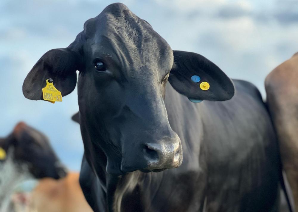 Animais mais resistentes ao calor são classificados com maior valor genômico para essa característica. Foto: Divulgação Girolando