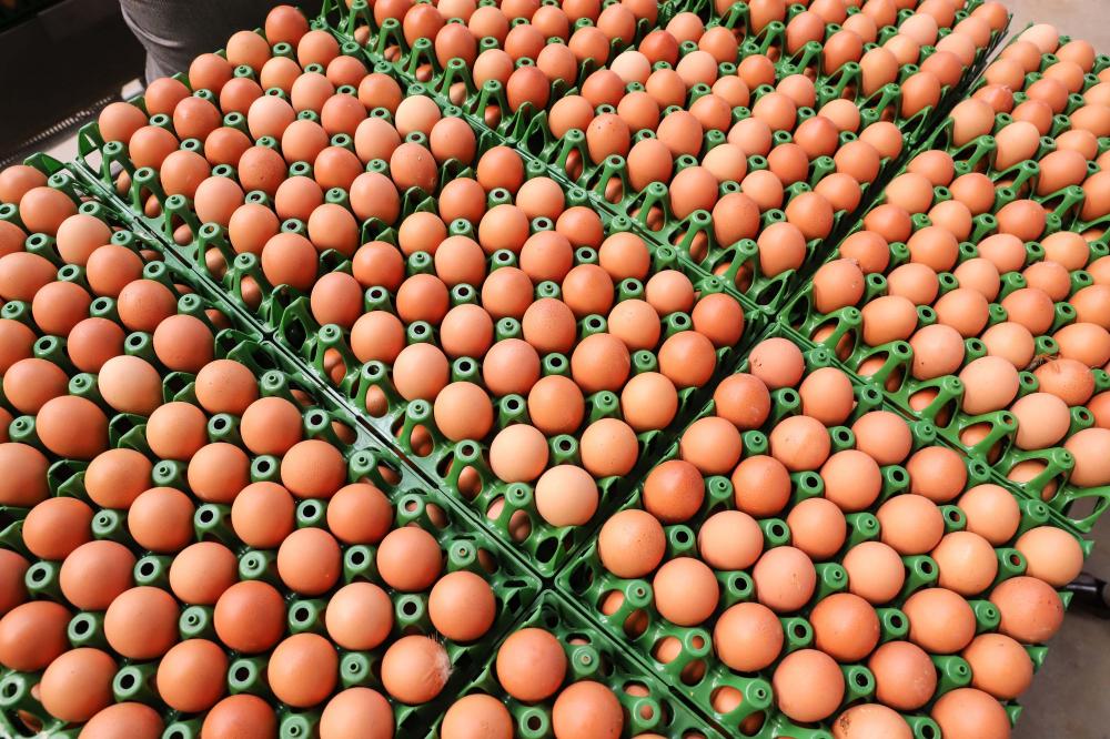 Produção de ovos do Paraná cresce 72% em uma década e mercado segue em expansão Foto: Rodrigo Felix Leal/Arquivo AEN