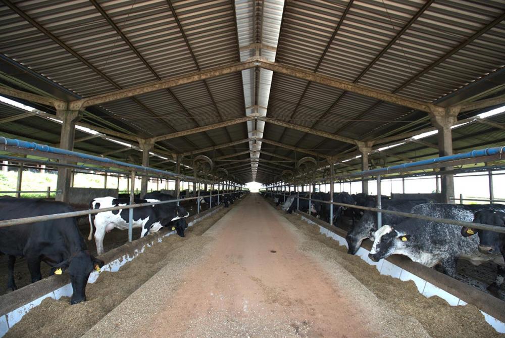 Fazenda Xapetuba Fazenda Xapetuba