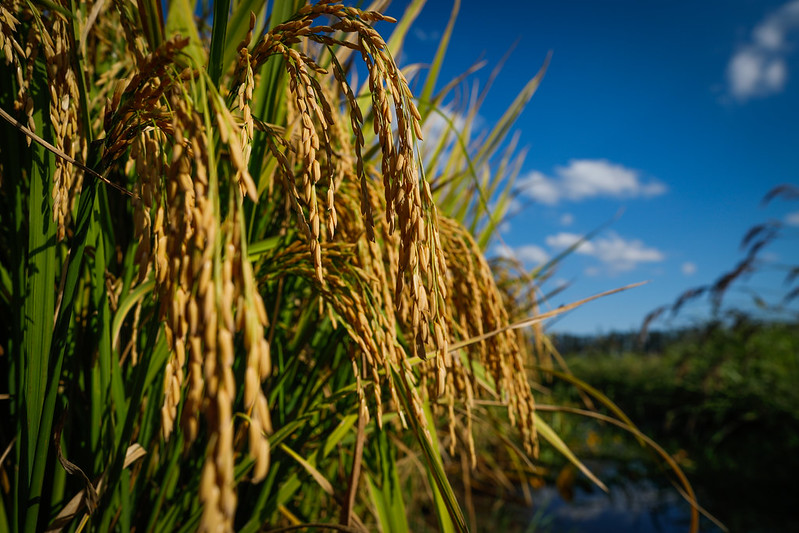 A Fronteira Oeste já está com 41,84% (121.212 ha de 289.737 ha), a mais adiantada até o momento. Foto Sistema CNA/Wenderson Araujo.