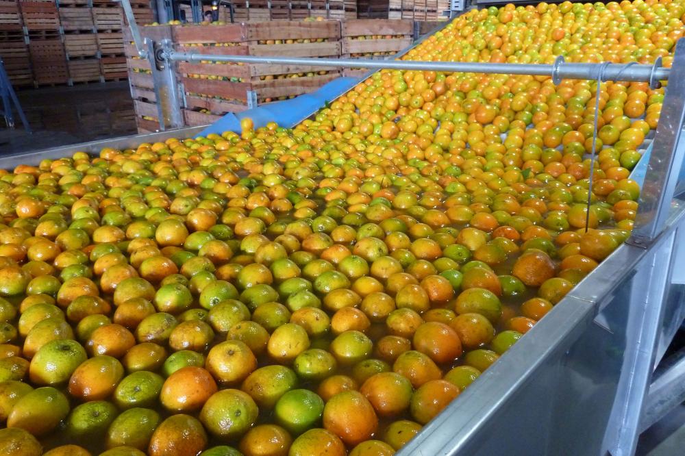 Principal atividade da fruticultura, citricultura ocupa 54% da área plantada no Paraná Foto: SEAB