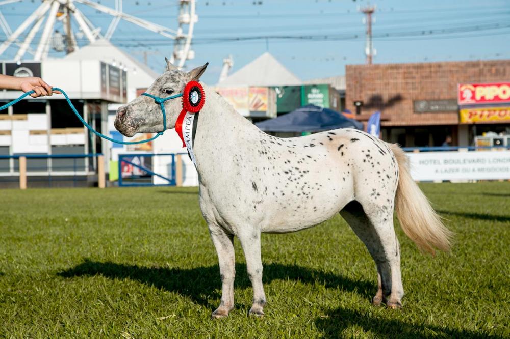 Julgamento na ExpoLondrina abre etapa nacional do Campeonato Nacional de Mini Horse