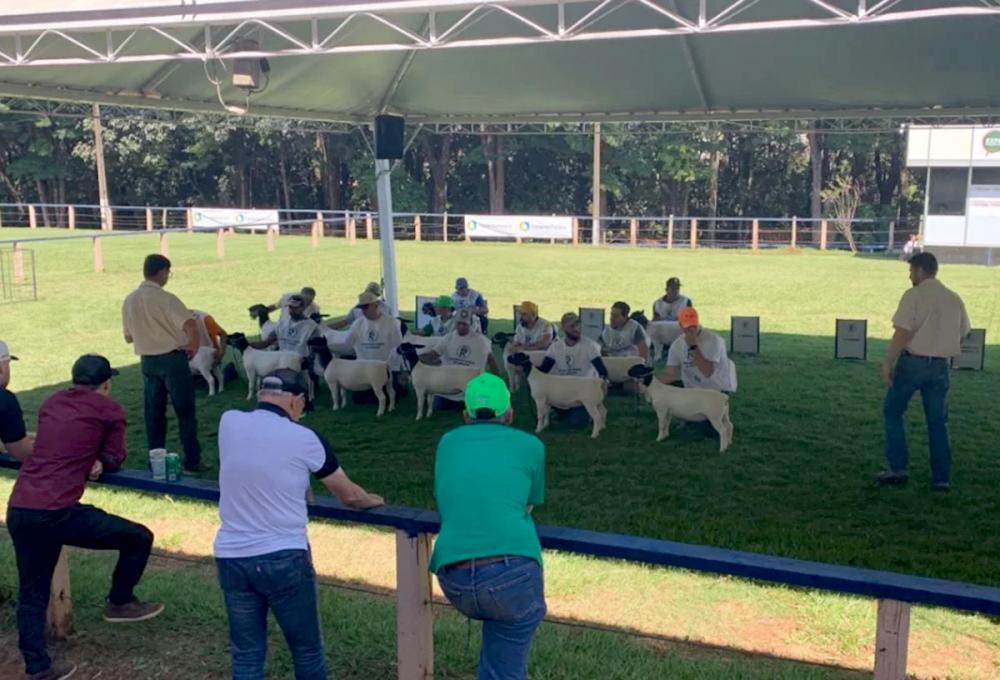 Foto: Ovinopar/Divulgação