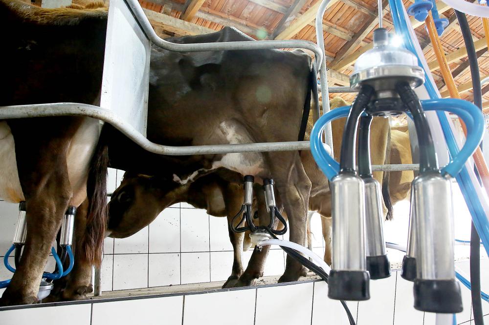 Governo propõe mudanças de tributação para conter importação de leite em pó e valorizar produção local Foto: Jaelson Lucas/Arquivo AEN
