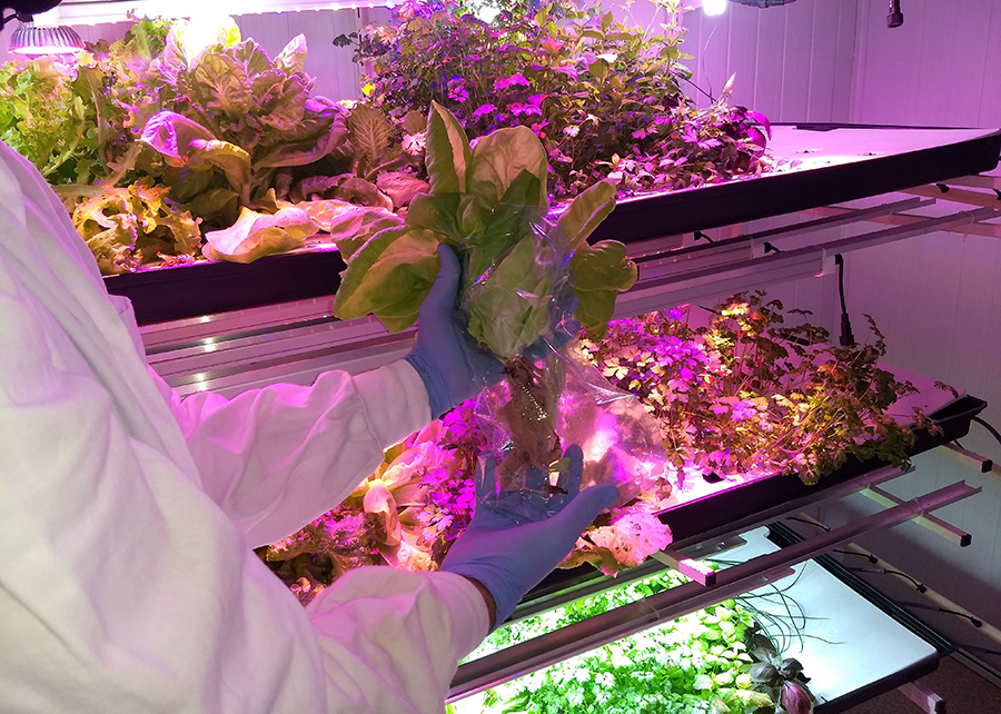 Na agricultura em ambiente controlado, também conhecida como agricultura indoor, são otimizados artificialmente todos os fatores ambientais que afetam o crescimento e a produção vegetal. Na foto, folhosa recém-colhida e produzida em fazenda vertical. Foto
