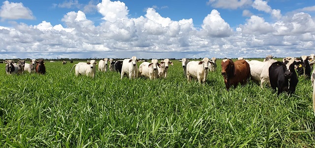 Em média, os animais do protocolo CBC ganharam 154 kg em pasto e foram para o confinamento com 23 kg a mais do que os 72 animais monitorados como testemunhas, em outra área sob manejo tradicional da fazenda, permitindo que animais CBC chegassem mais rapid