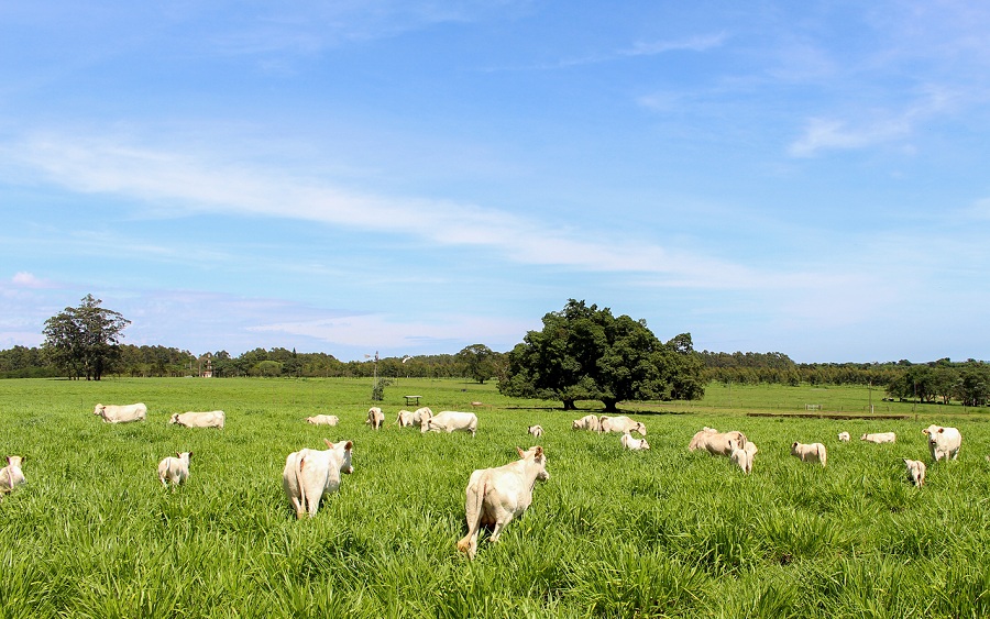 Um solo de qualidade produz mais - Foto Foto: Juliana Sussai 