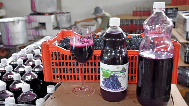 Tanto o suco quanto o vinho são produzidos artesanalmente e vendidos na Chácara Sozim, sendo um produto que agrega mais valor à uva. Fotos: Toninho Anhaia.