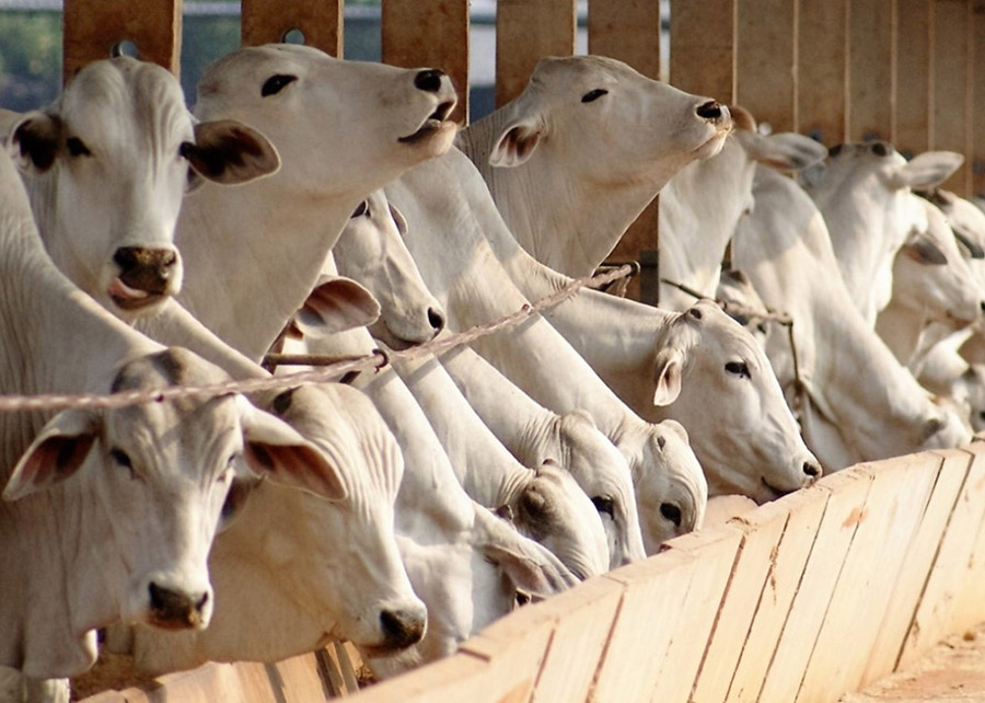 Animais que recebem dietas ricas em grãos têm melhor conversão alimentar em comparação aos bovinos alimentados com maior porcentagem de volumoso - Foto: Sérgio Medeiros