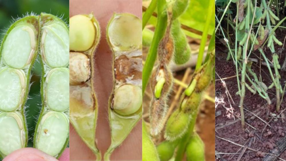 Soja em risco: Anomalia da soja exige atenção e medidas estratégicas para minimizar impactos na produtividade. Fotos divulgação