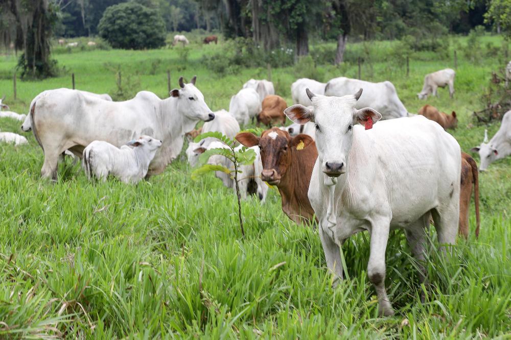 Prazo para atualização obrigatória de rebanhos começa em 1º de maio no Paraná Foto: Arnaldo Alves/Arquivo AEN