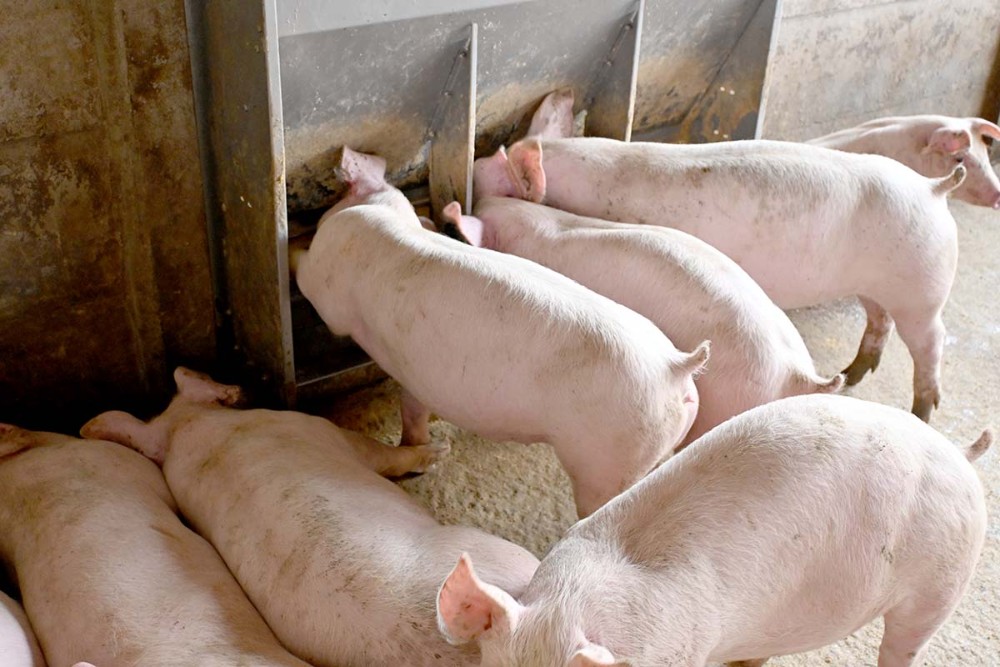 Utilização de enzimas contribui com a digestão de até 35% da fração de nutrientes não digeridos, permitindo um melhor aproveitamento dos ingredientes da ração. Foto Toninho Anhaia