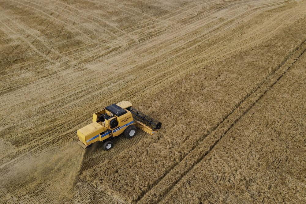 Instalação da Maltaria Campos Gerais, a maior da América Latina, e a previsão de decréscimo na área plantada na região de Guarapuava podem alterar a balança e fazer de Ponta Grossa a principal região produtora de cevada a partir deste ano. Foto: Gilson Ab