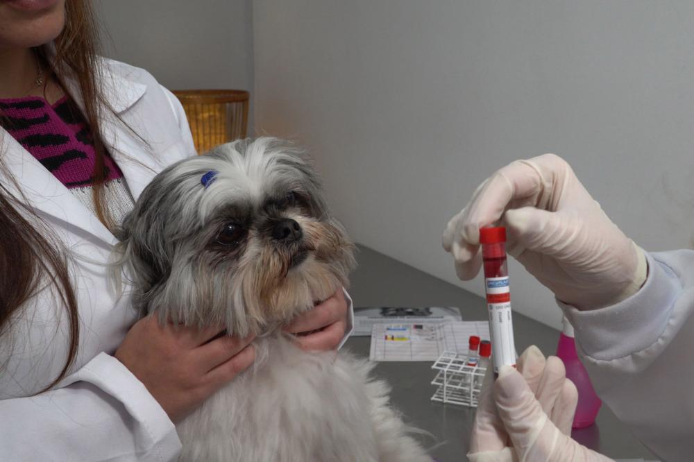 Tecpar lança serviço de acreditação inédito para mercado veterinário Foto: Rosangela Gerber Chaves