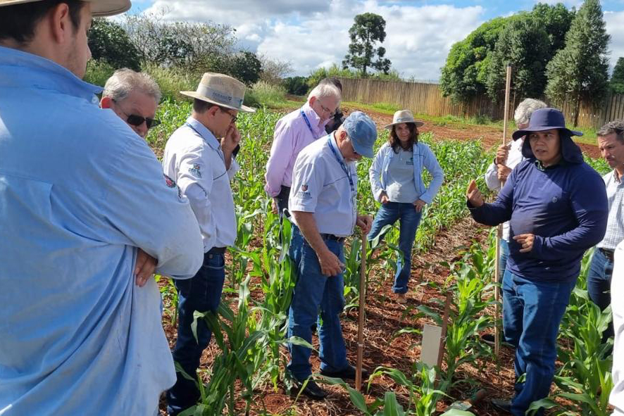 Rede de Agropesquisa do Paraná inicia projeto para combate à cigarrinha-do-milho Foto: IDR