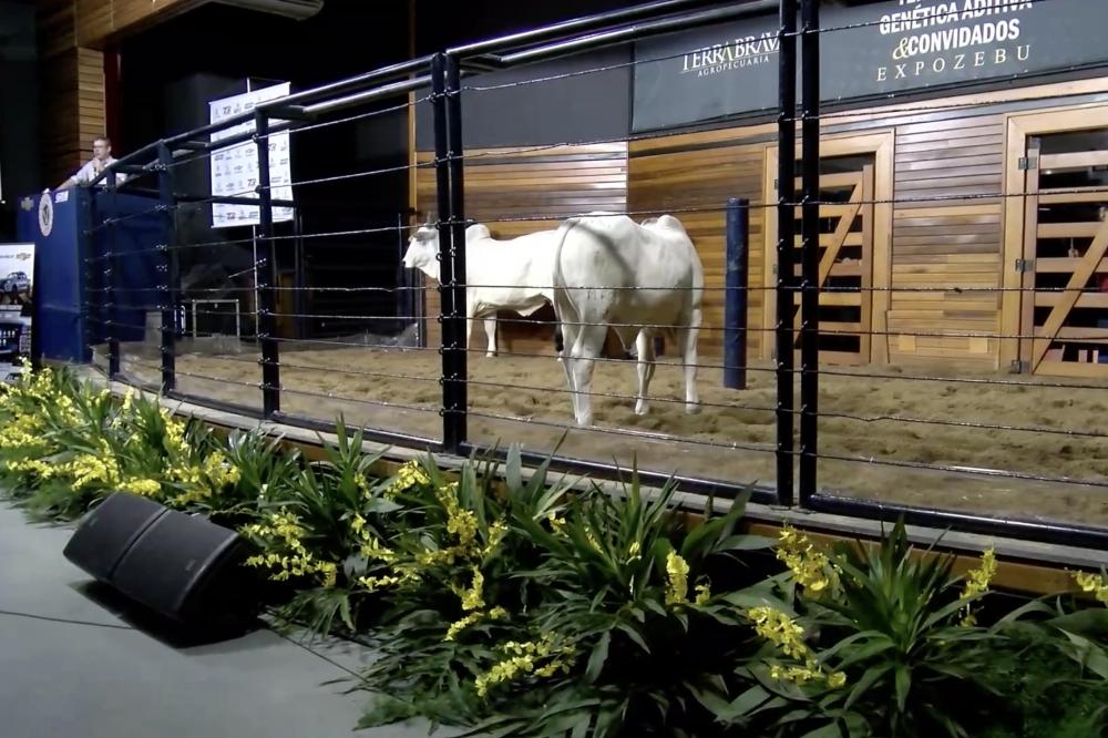 Neste ano a maior feira de pecuária zebuína do mundo conta com 38 leilões e 8 shoppings de animais oficializados. 