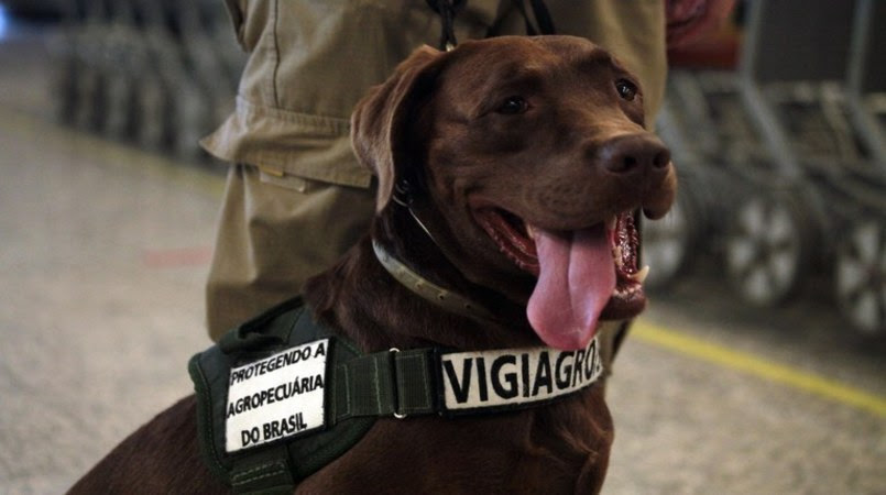  Thor é treinado especificamente para o faro de diversos tipos de sementes e sua ação é complementar às outras realizadas no CEINT