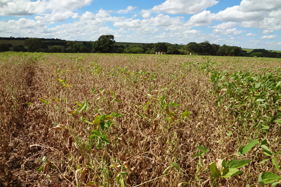 O seguro rural é uma importante ferramenta de mitigação de riscos. A agropecuária é uma indústria a céu aberto e, desta forma, fica sujeita a intempéries climáticas e ações que fogem ao controle do produtor. 