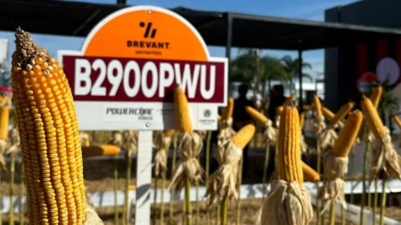Brevant® Sementes, marca da Corteva Agriscience, lança o híbrido B2900PWU, focado na safrinha, com desenvolvimento precoce e boa tolerância à estiagem