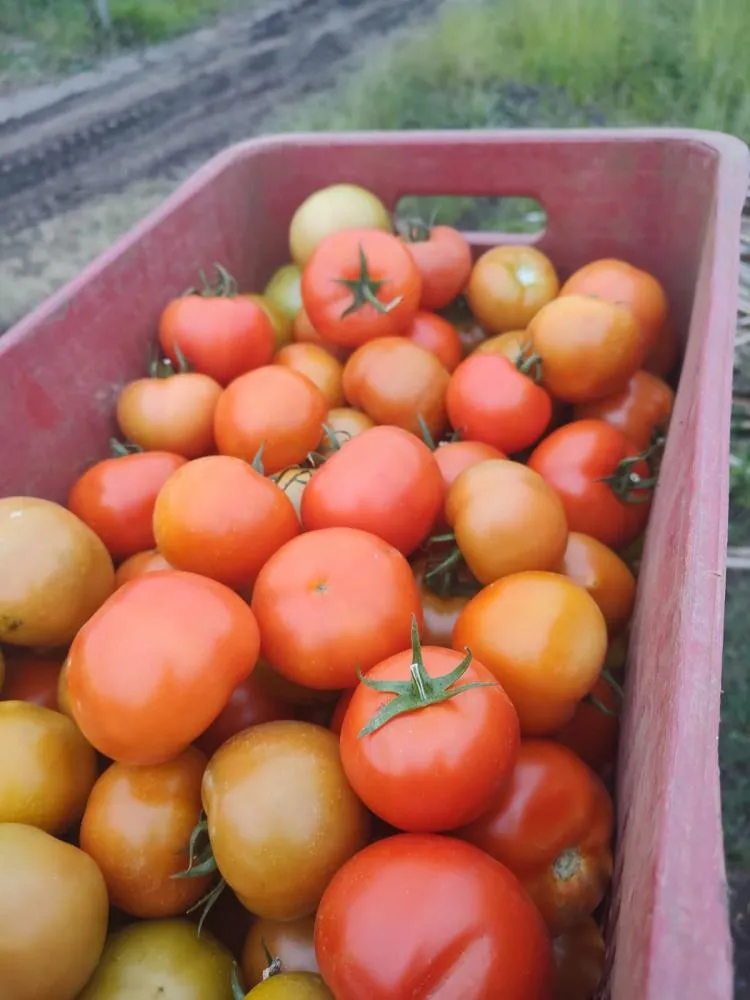 Tomate Malibu F1 Agristar do Brasil - Superseed