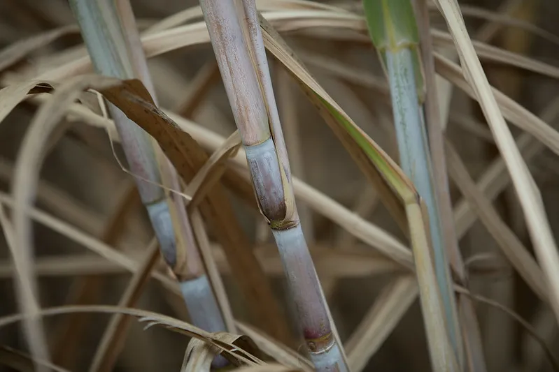 Para 2024/25, Mato Grosso deve produzir 6,30 bilhões de litros do biocombustível. Foto Sistema CNA