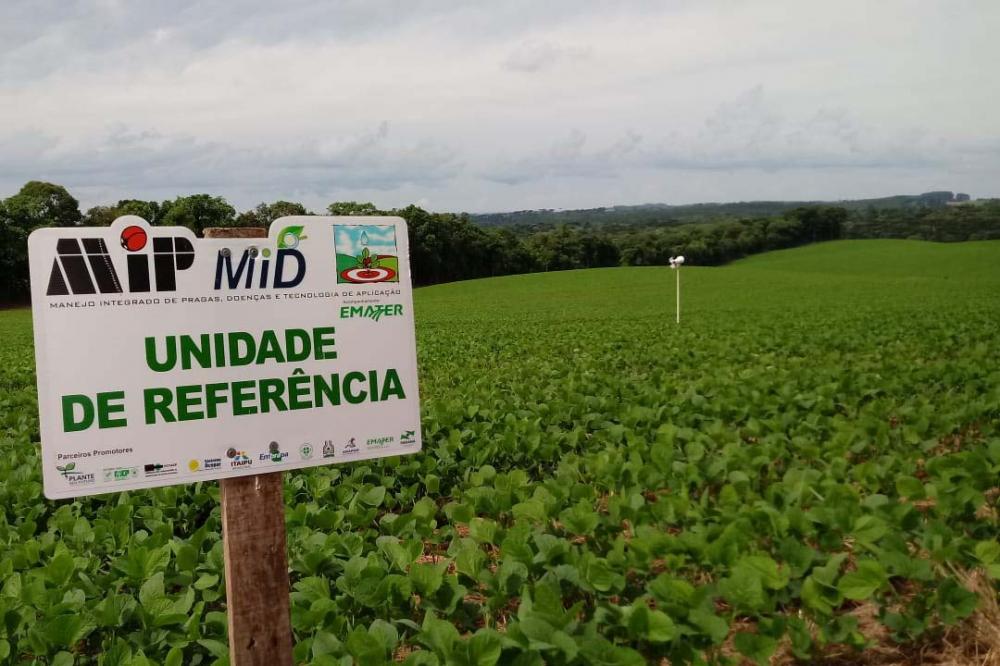 Causada pelo fungo Phakopsora pachyrhizi, a ferrugem asiática é capaz de provocar perdas de 90% da produtividade. A doença é considerada a mais preocupante em lavouras de soja.